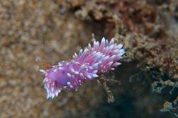 Lanzarote Dive Centre - Canary Islands.